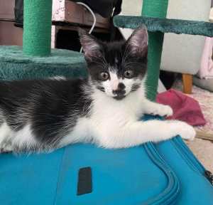 Moo rescue kitten SK6242 vetwork included!