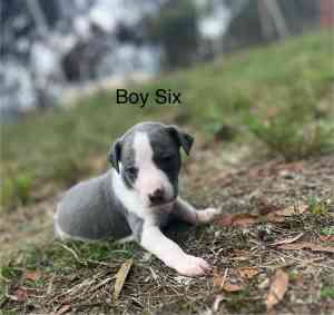 Purebred Whippet Puppies For Sale