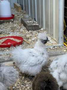 2 Month Old Silkies