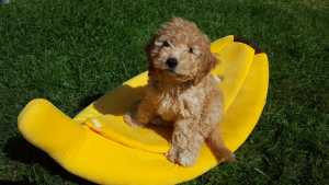 Cavoodle Puppies - 3 Gorgeous Boys still available