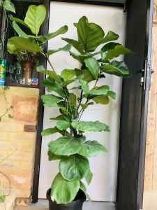 Large,healthy, multi stemmed fiddle leaf 🍃 fig