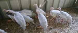 Guinea Fowl Keets x 5 Lavender Pied