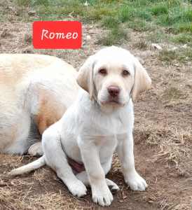 Labrador Puppies- 3 months gold males