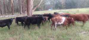 Angus, Murray Grey and Shorthorn steers & heifers