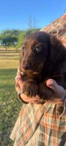 Longhaired mini dachshund purebred READY NOW 