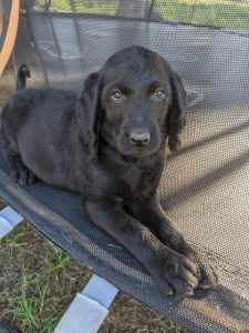 10 week old puppies are looking for a nice family, Labrador X Poodle