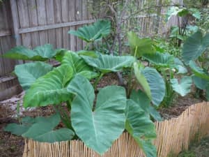1 Bulb/ plant ~Tahitian Spinach ~Celery Stem Taro ~ Edible vegetable