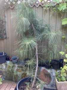 Radiata pine ready for a countryside or seaside ‘sea/treechange’