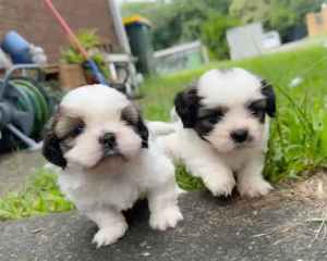Shih tzu X Maltese puppies