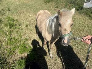 Beautiful pony’s for sale