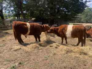 Red Belted Galloway steers x 2