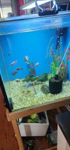 2ft cube fish tank