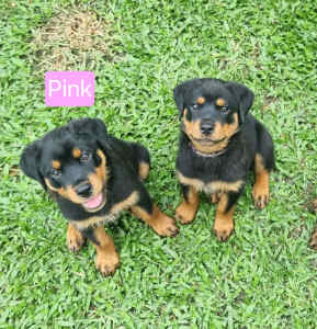 Rottweiler Purebred Bobtail Puppies - Available Now