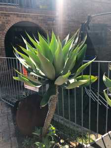 Agave attenuata (Foxtail Agave)