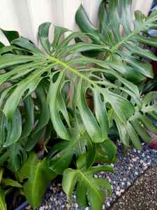 Monstera, Bromeliad, Aloe Vera plants
