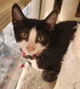 Jess - Perth Animal Rescue Inc vet work cat/kitten