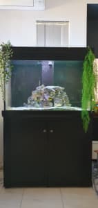 Display Aquarium 