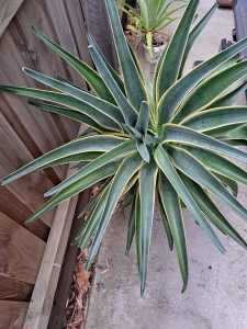 Large and thriving Agave Angustifolia succulent