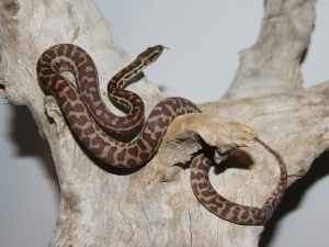 1yo female wheatbelt stimson python - pending