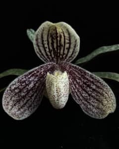 Paph Myanmaricum - Rare slipper orchid