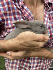 Purebred Baby Rex Rabbits