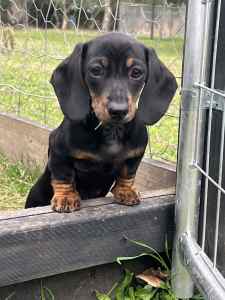 Pure bred miniature dachshund pups ALL SOLD*