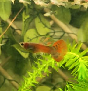 Gorgeous Colourful Guppies only $2 ea