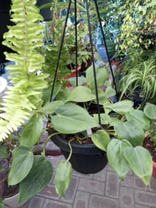 Assorted Hanging Plants, from $10. Ballajura 6066