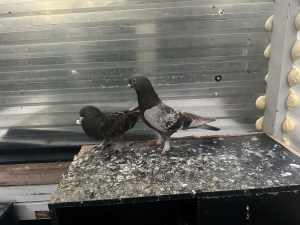 Iraqi pigeon