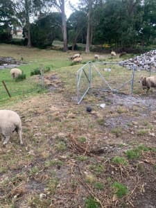 10 SHEEP FOR SALE
