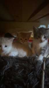 Baby kittens