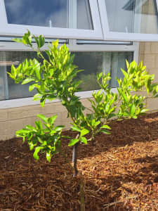 West Indian Lime Tree