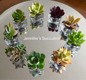 Wedding/Party Gift Favours Bonbonniere Succulent Plant