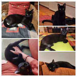 Charlie AMAZING Very playful black young cat ALL VET WORK DONE