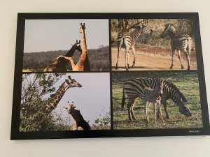 Canvas, Animal Safari Africa 90cm X 60cm, A1, pickup Sth Guildford