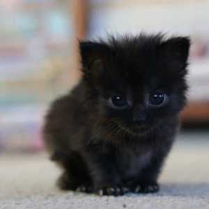 Black 6 week old kitten