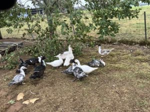 Muscovy Drakes for Sale