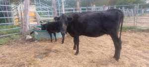 Angus cross cows with calves 