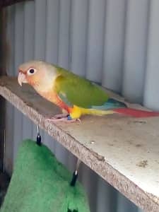 Green Cheek Pineapple Conures For Sale