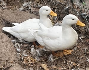 Young white call ducks for sale