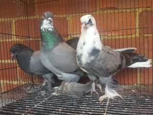 Pigeons pigeon
