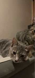 Grey & Brown Tabby Kitten