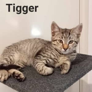 TIGGER (IF084-23) - Rescue Cat - Vet Work Included Seville Grove Armadale Area Preview