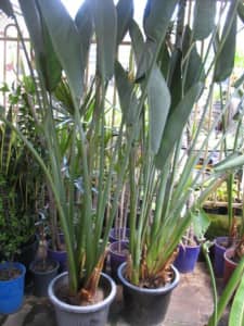 bird paradise plants | Plants | Gumtree Australia Free Local Classifieds