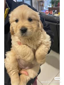 Pure Bred Golden Retriever Puppies Available Now