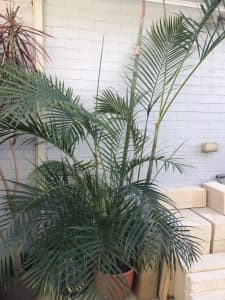 Large 4m Golden Cane palm houseplant 
