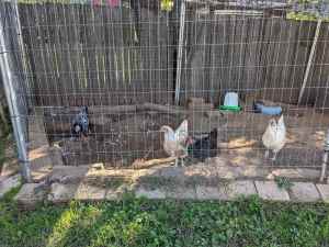Hens for sale - downsizing our flocks