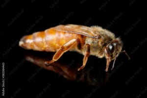 Mated Italian Queen Bee available every week