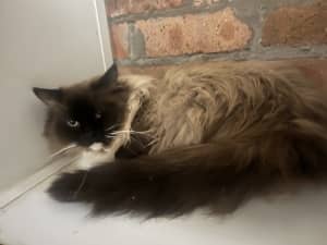 4 year old ragdoll male and female 