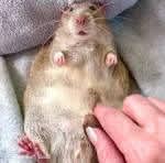 Fat Rat Lover